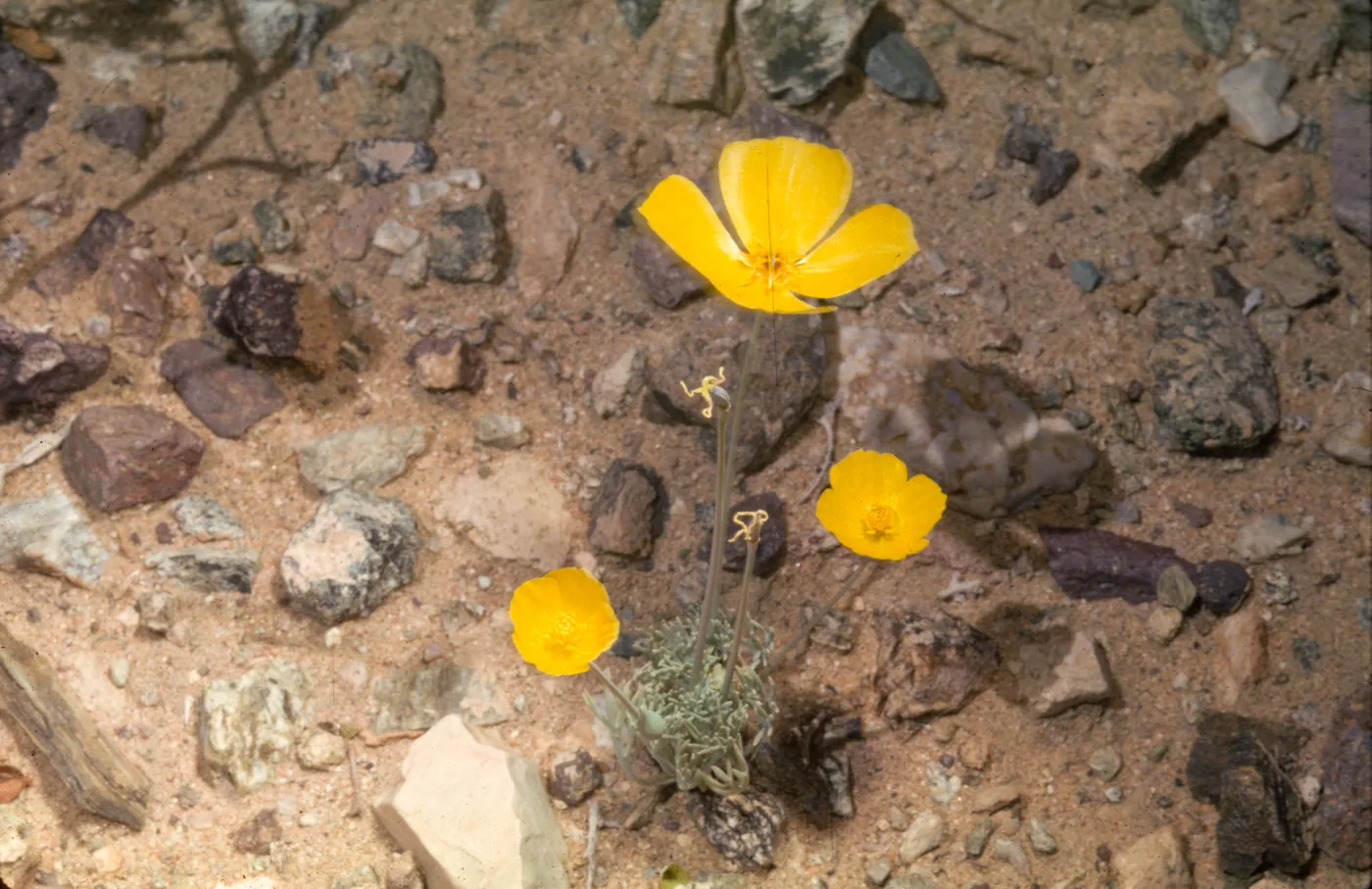 Eschscholzia glyptosperma
