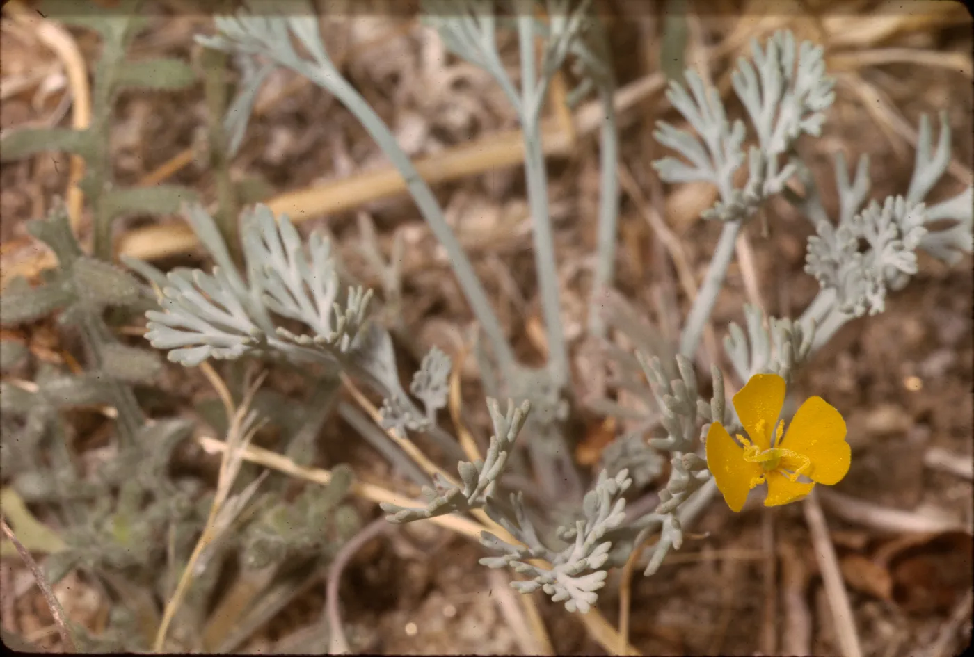 Eschscholzia minutiflora