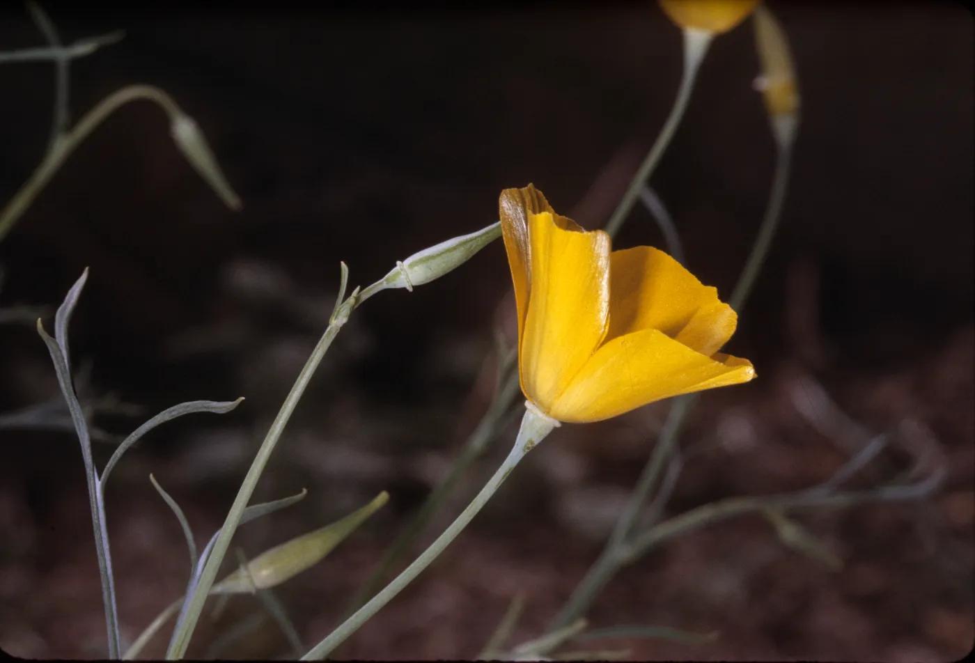 Eschscholzia parishii