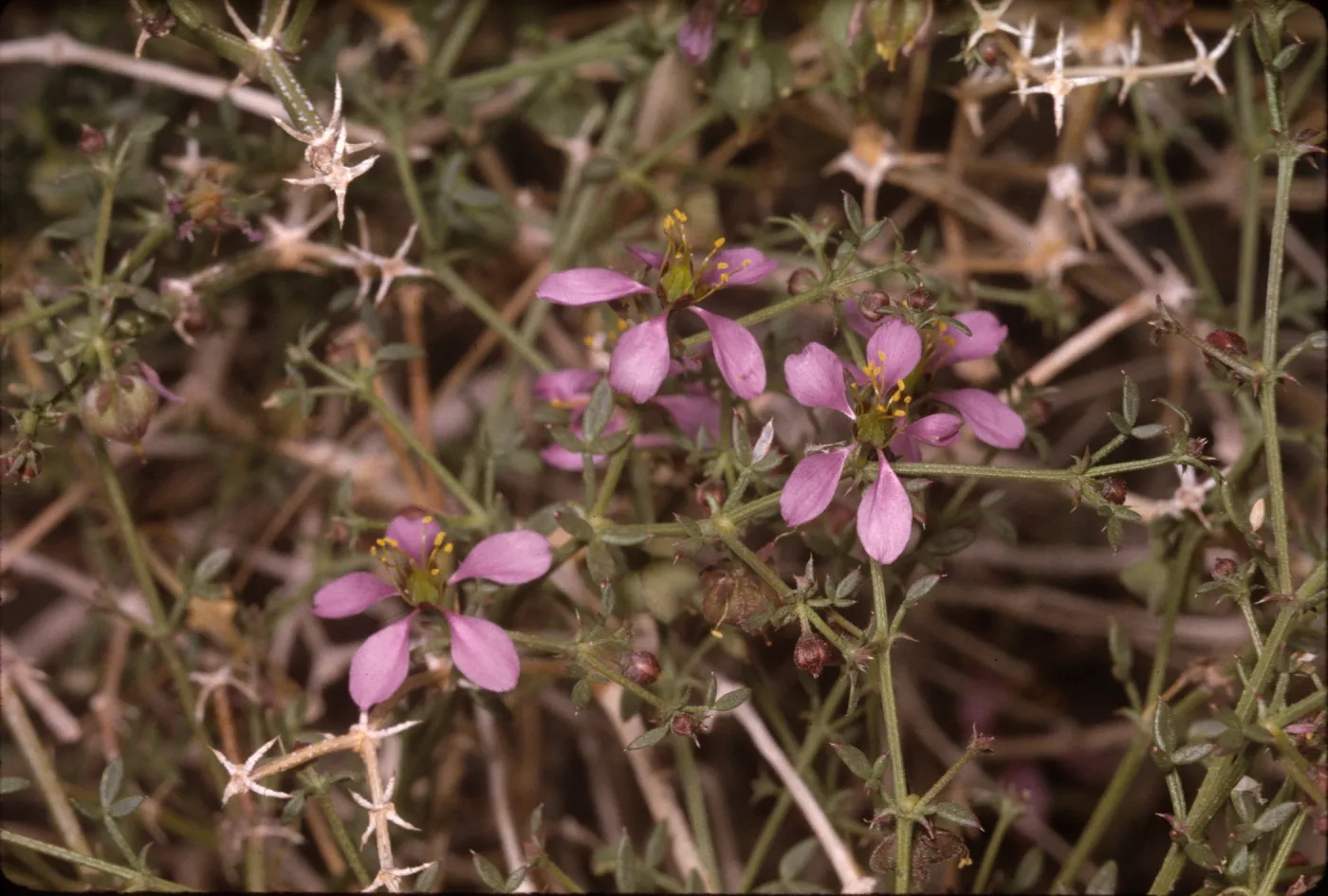 Fagonia californica ssp. Laevis
