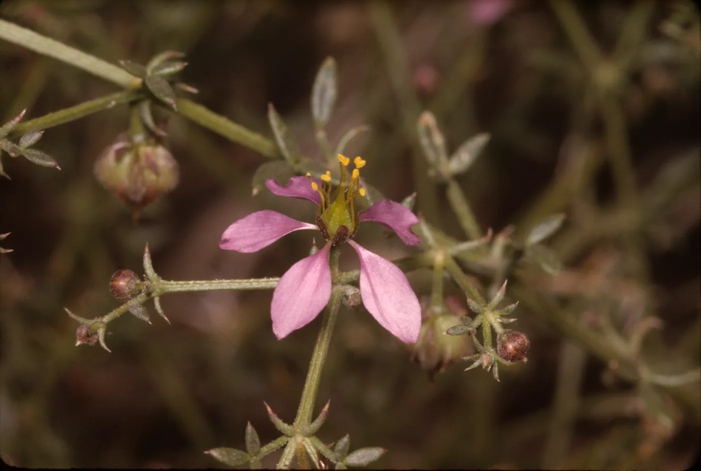 Fagonia californica ssp. Laevis