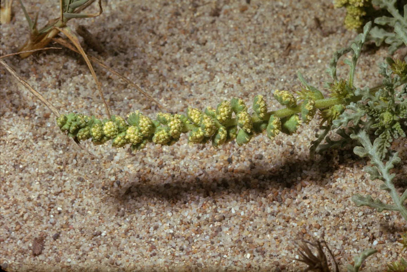 Franseria chamissonis ssp. bipinnatisecta