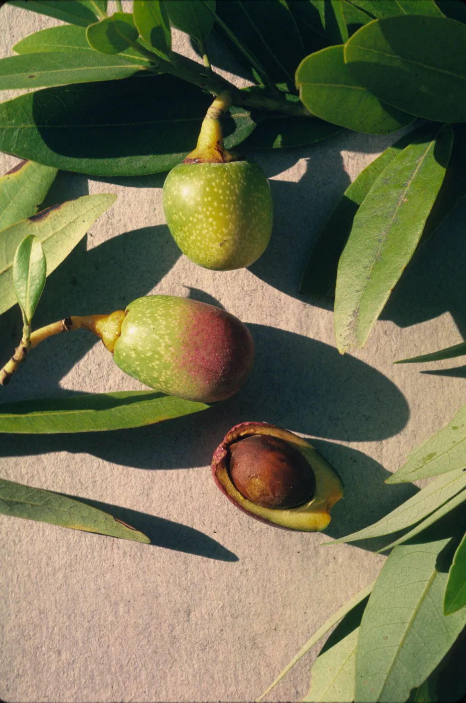 Umbellularia californica