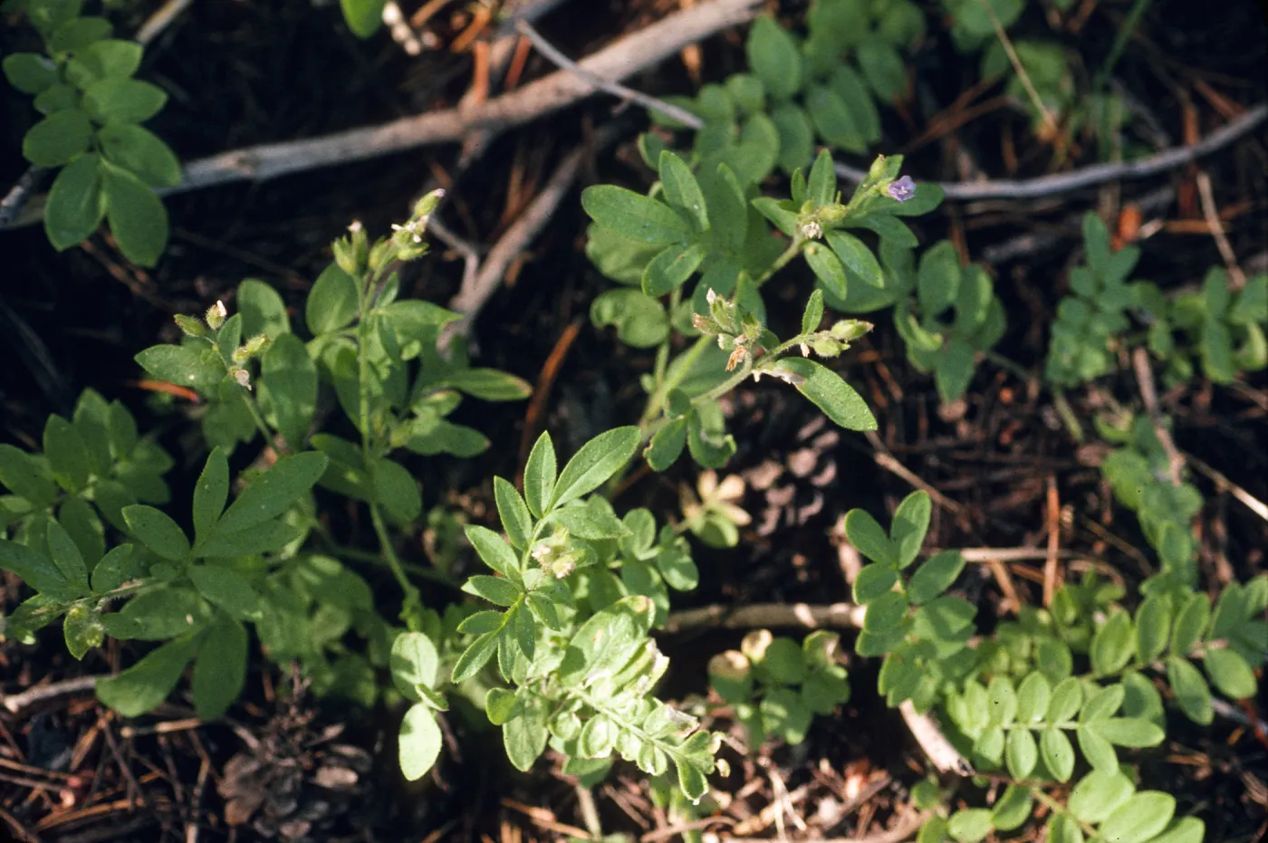 Polemonium californicum