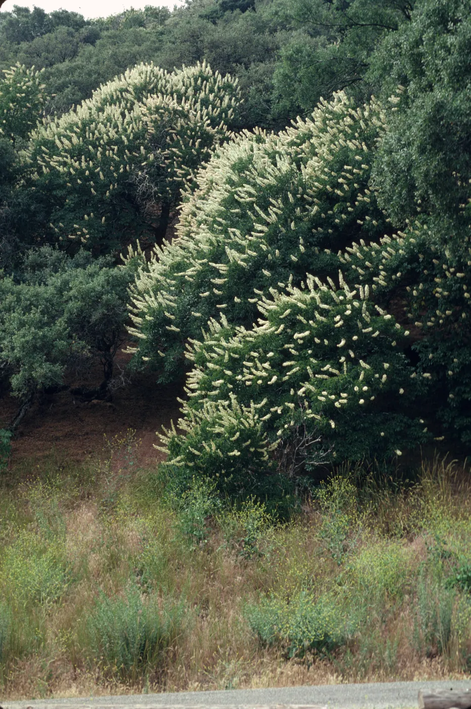 Aesculus californica