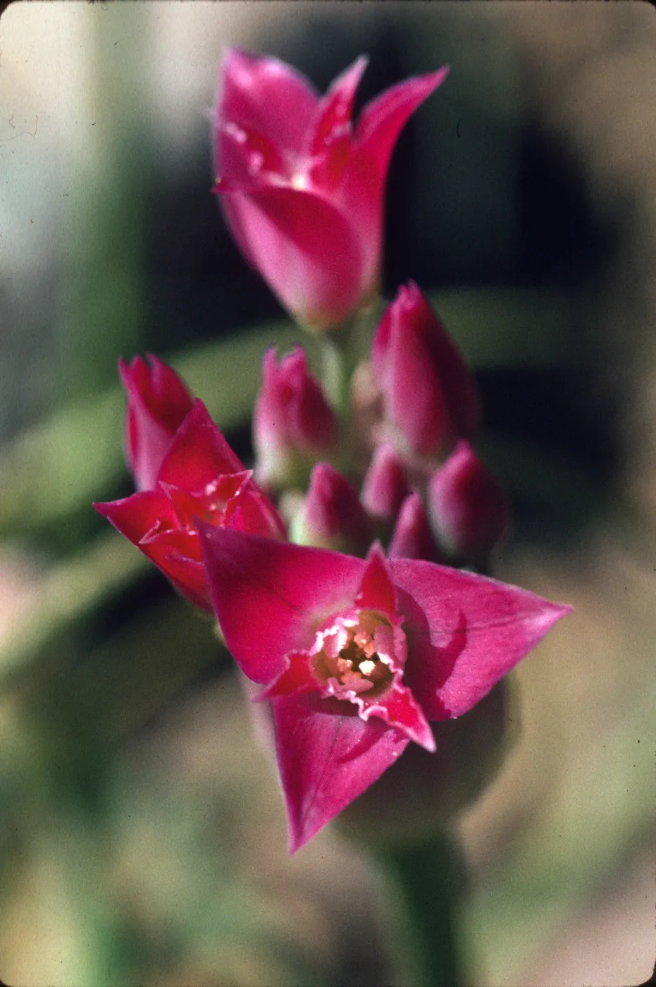 Allium crispum