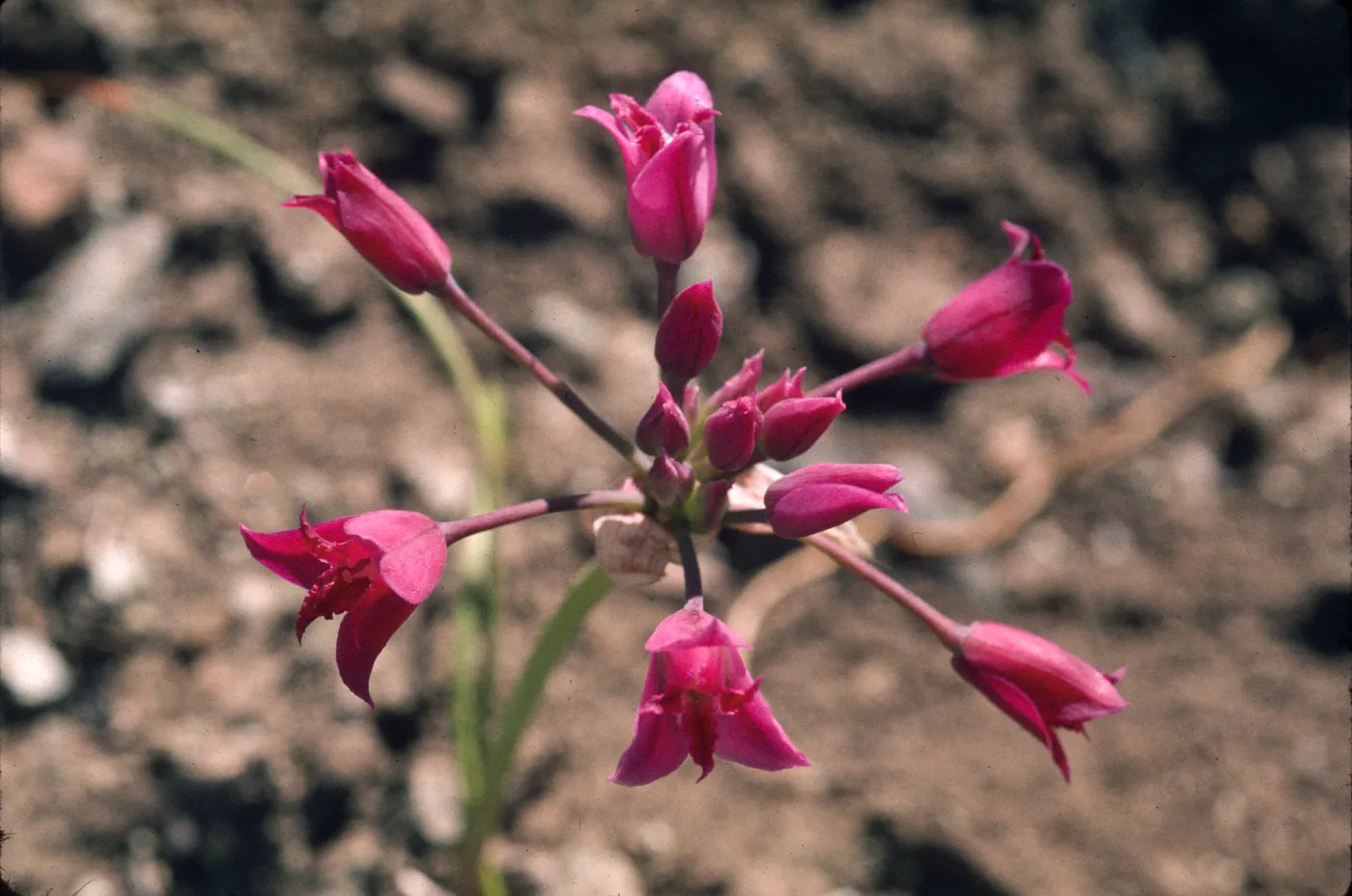 Allium crispum