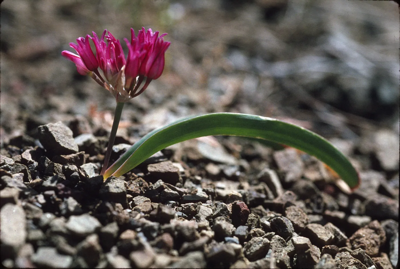 Allium falcifolium