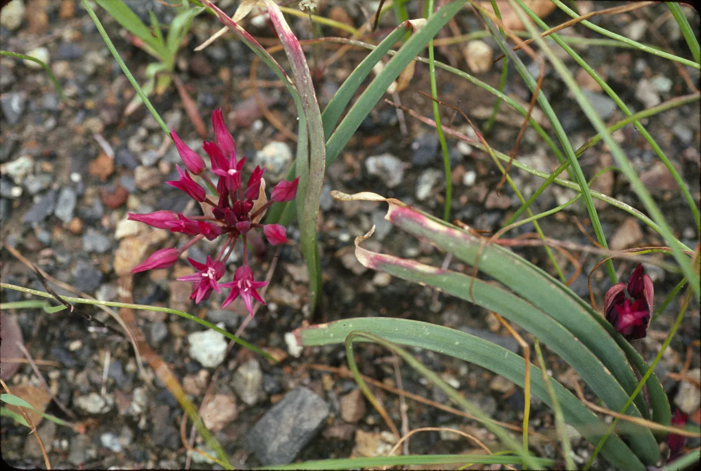 Allium falcifolium, serpentine