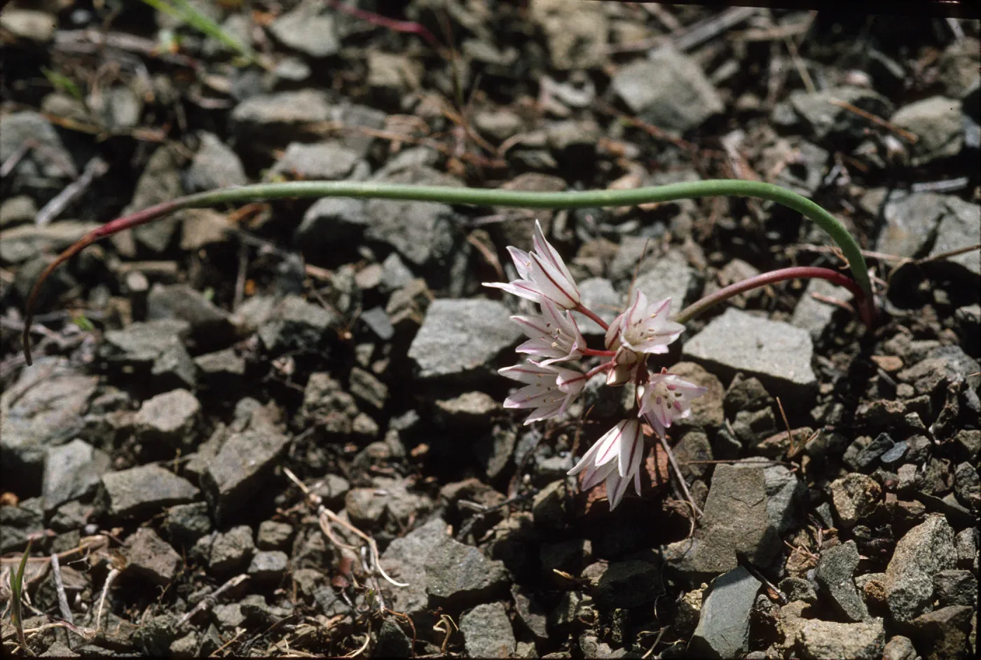Allium fimbriatum