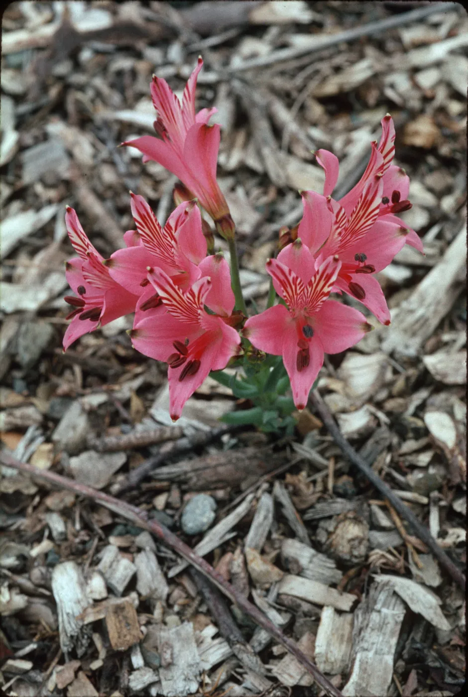 Alstroemeria