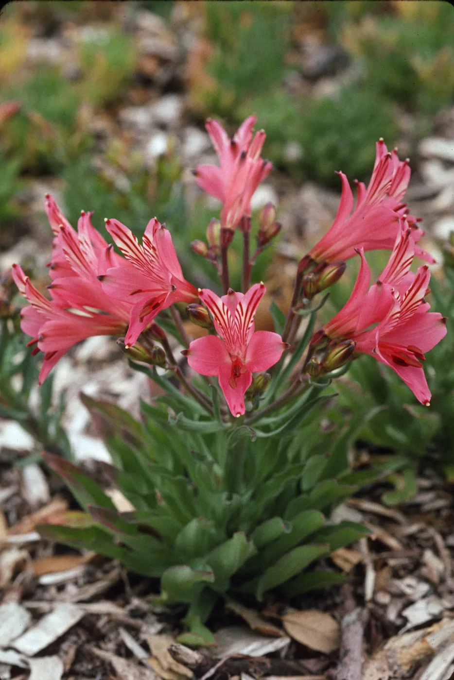 Alstroemeria