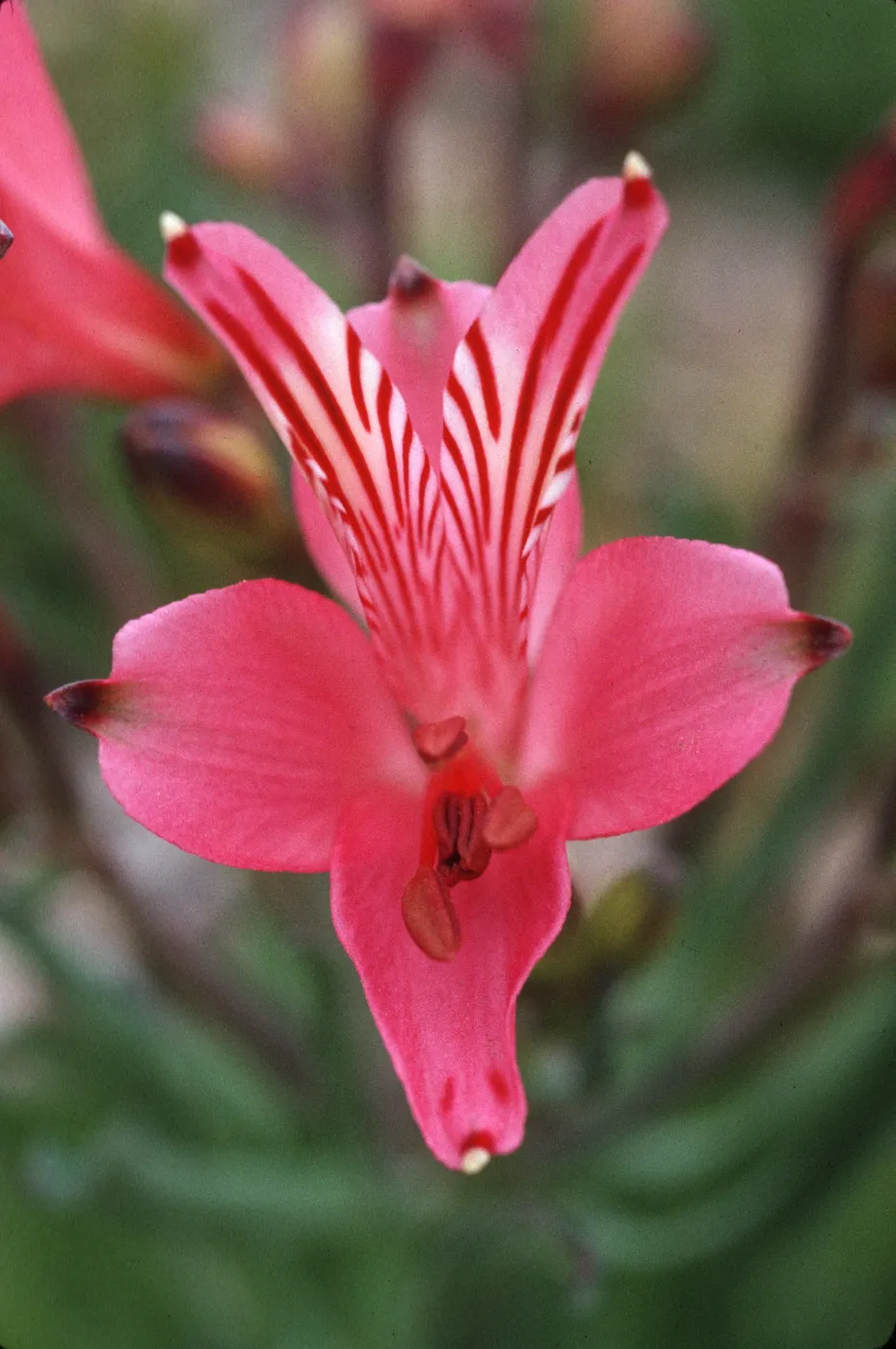 Alstroemeria