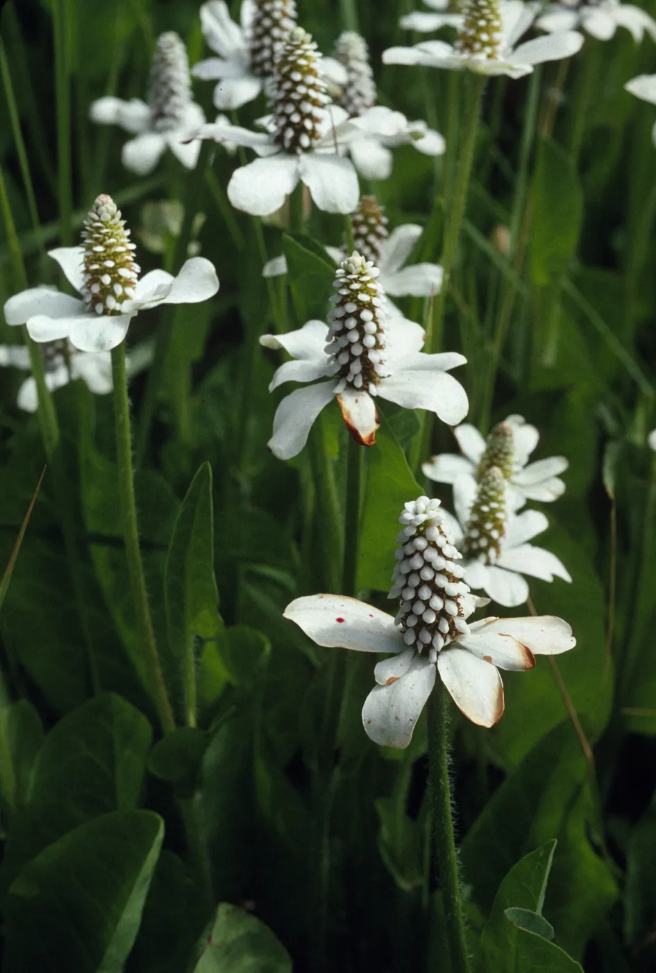 Anemopsis californica