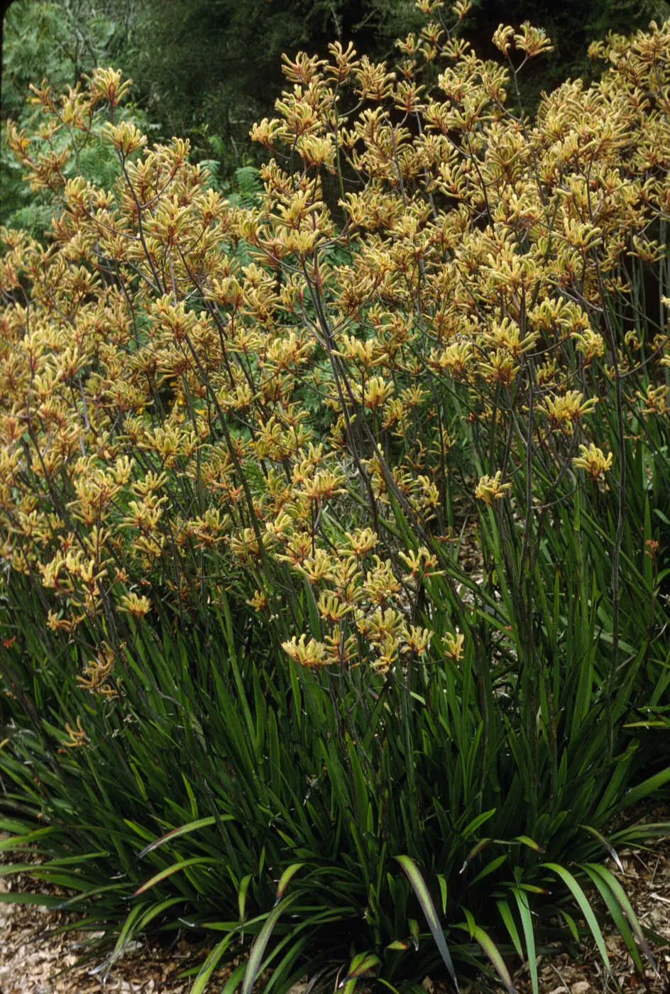 Anigozanthos flavidus