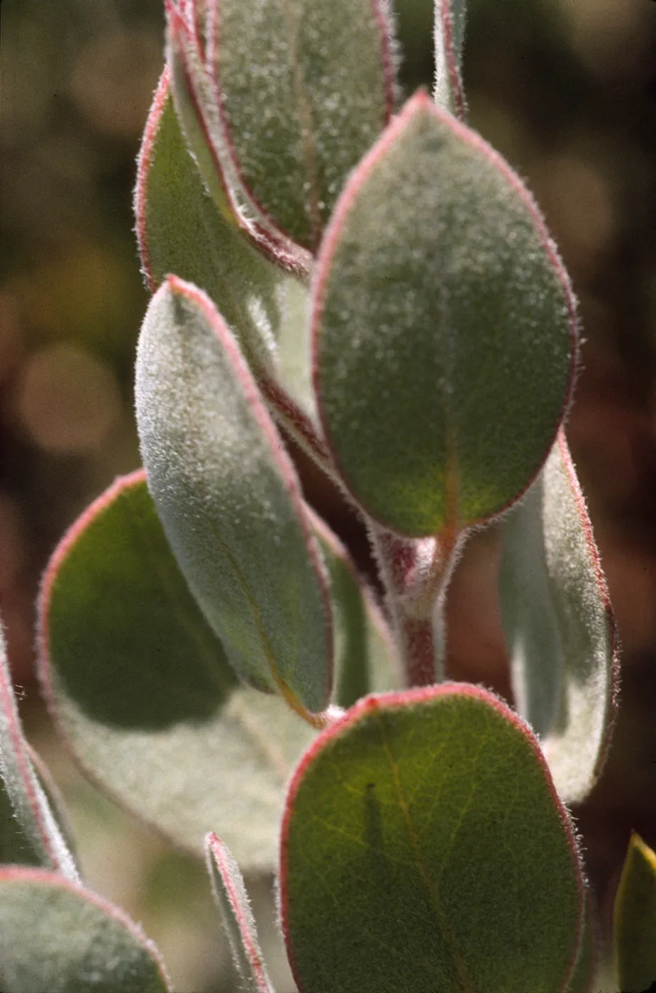 Arctostaphylos obispoensis