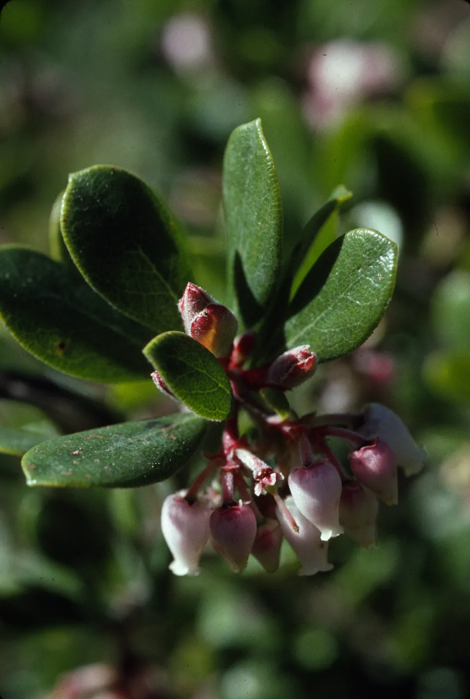 Arctostaphylos pumila