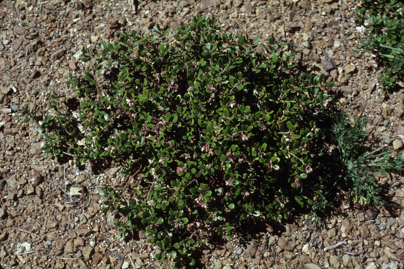 Arctostaphylos pumila