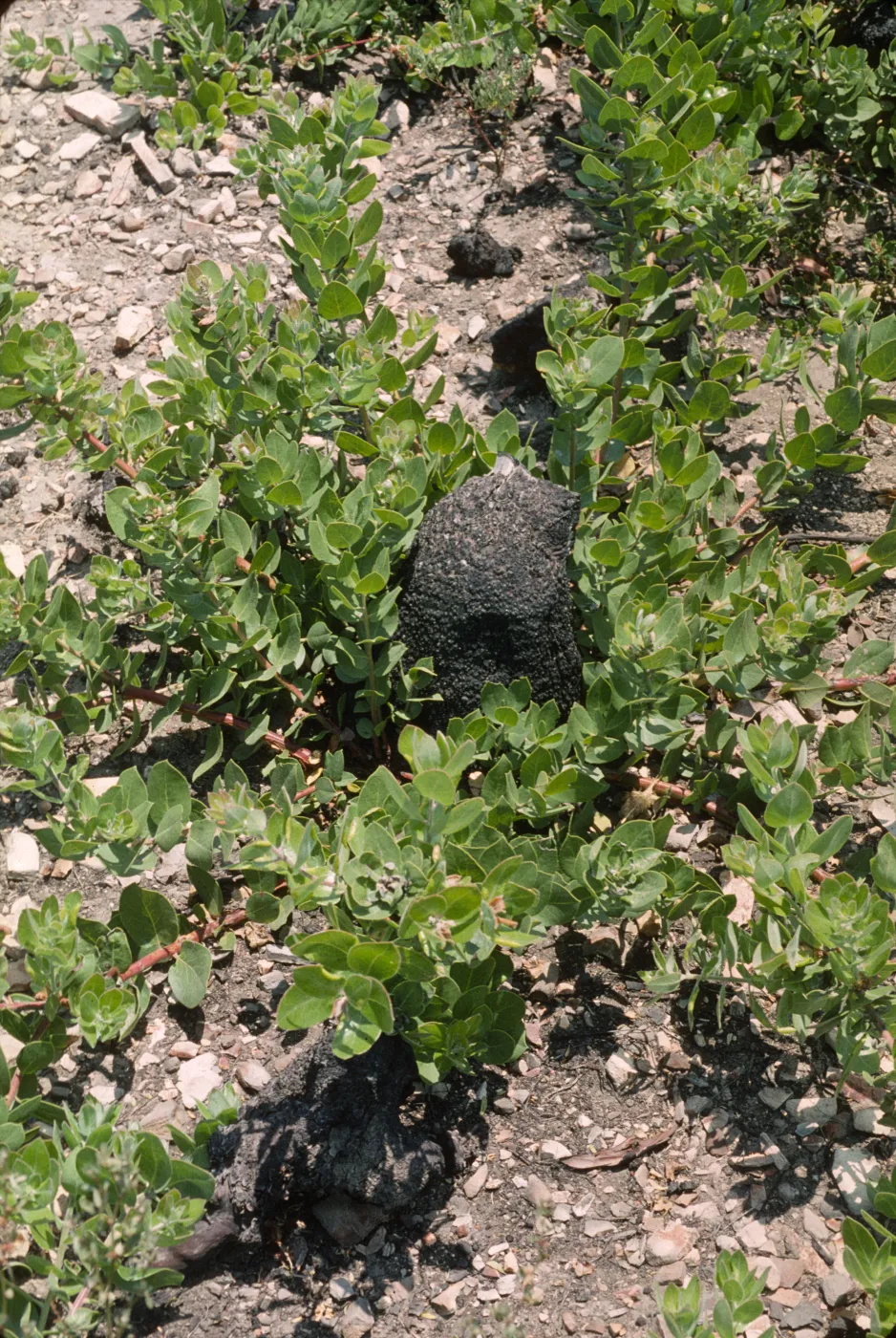 Arctostaphylos tomentosa burl, after burn