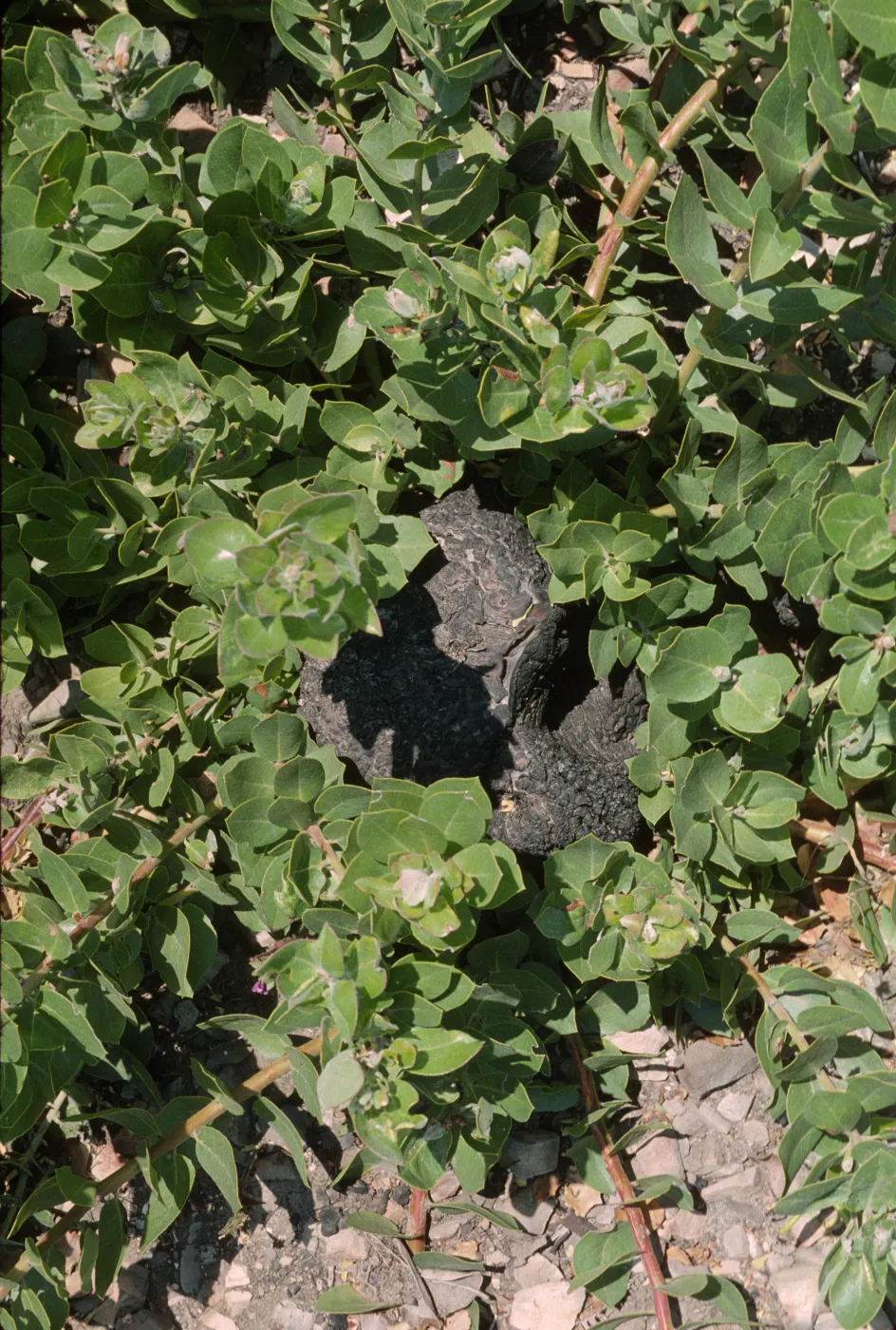 Arctostaphylos tomentosa burl