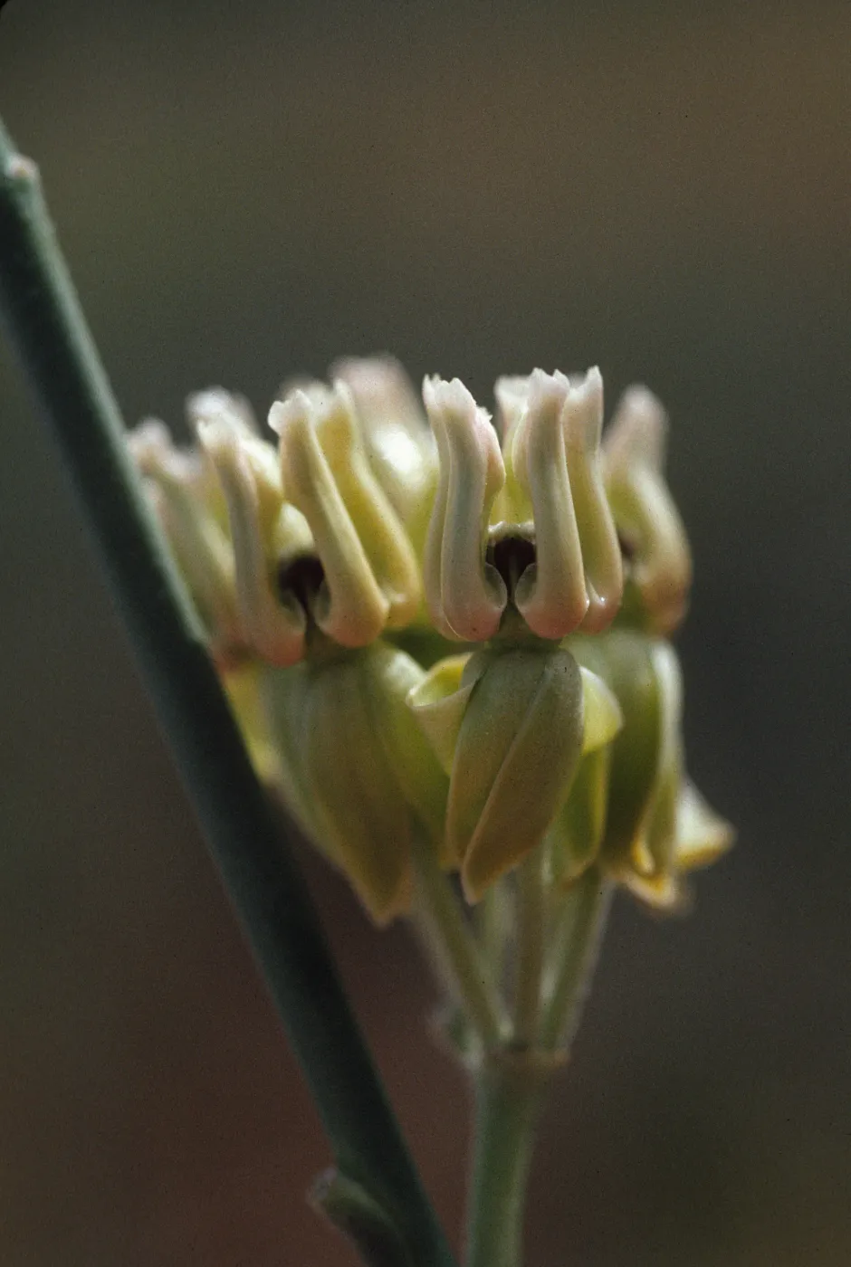 Asclepias subulata