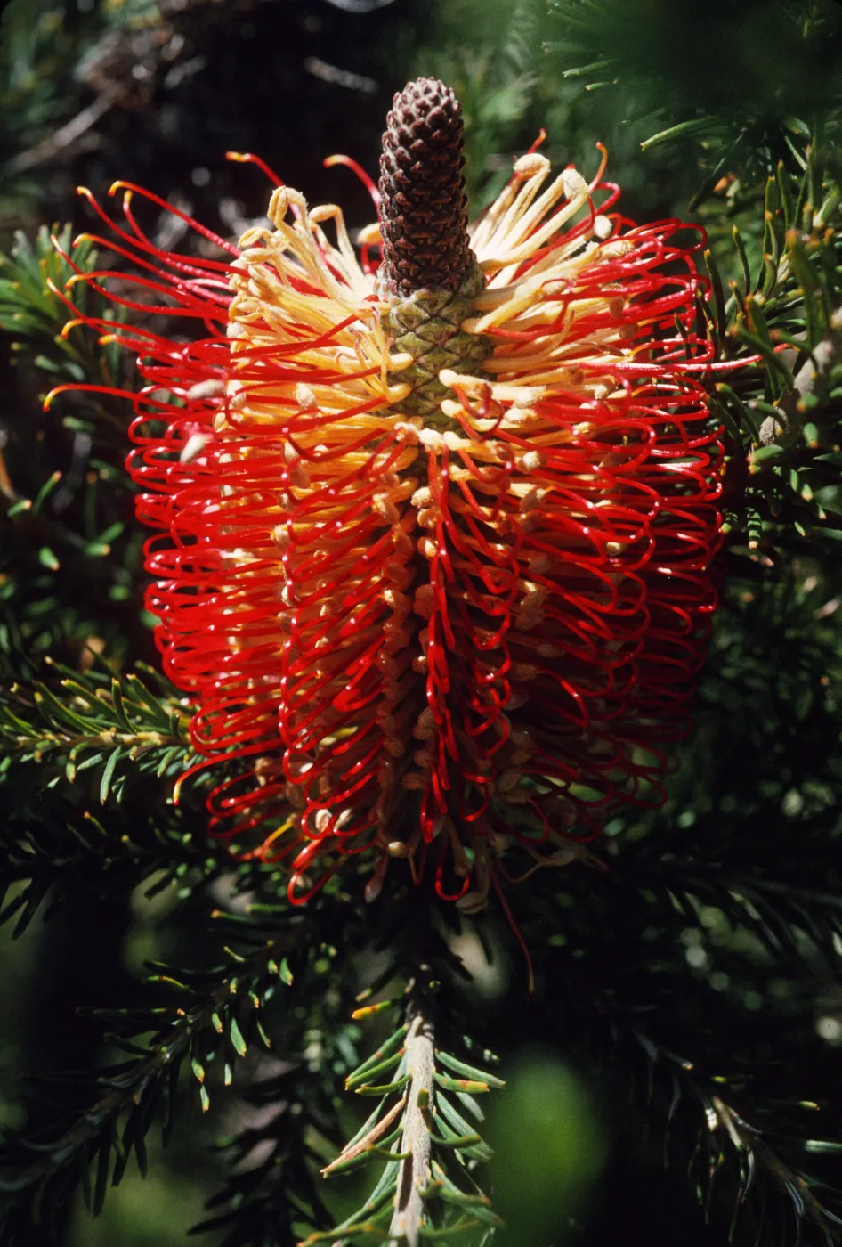 Banksia ericifolia