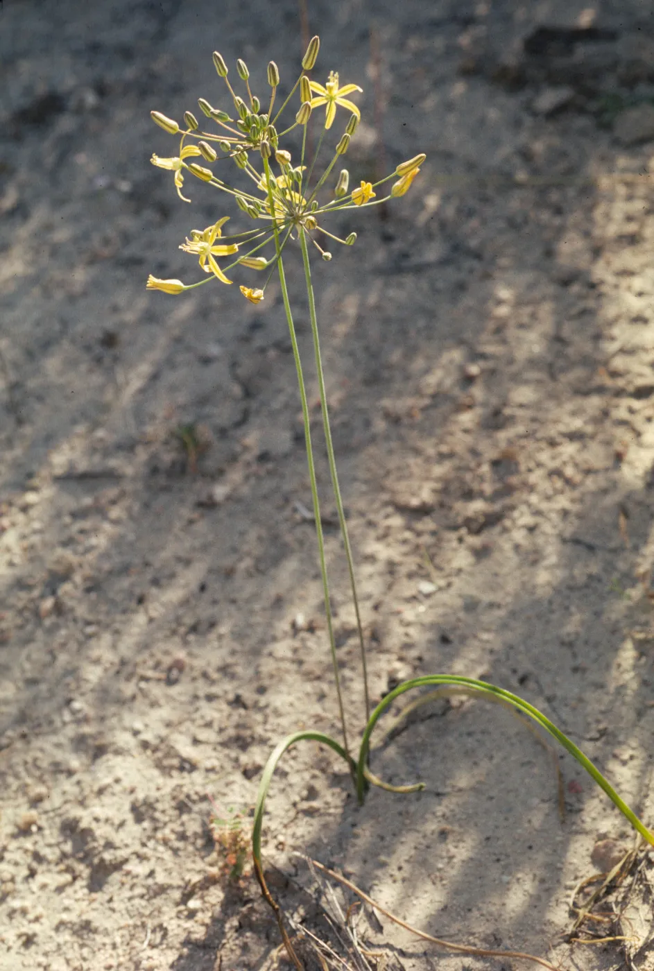 Bloomeria crocea