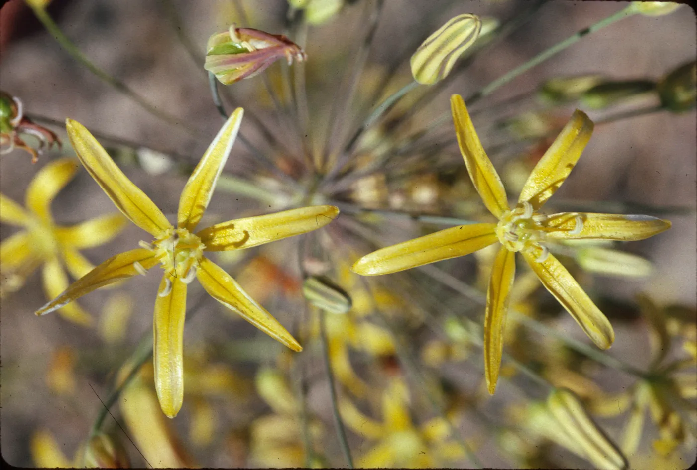 Bloomeria crocea