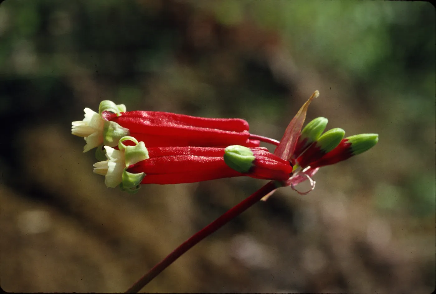 Brodiaea ida-maia