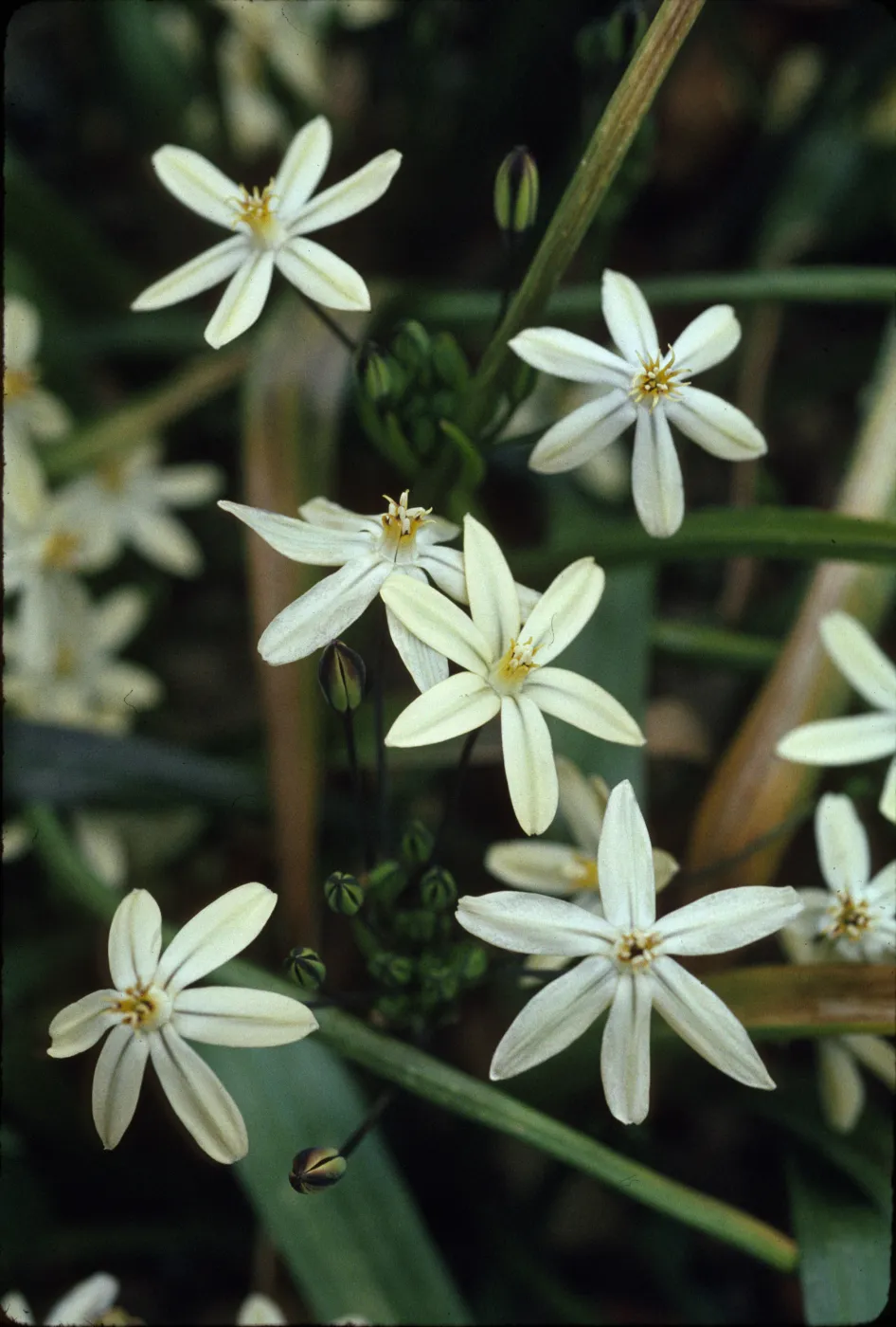 Brodiaea lutea
