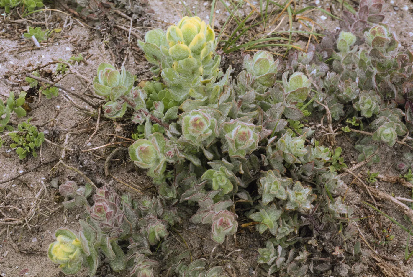 Castilleja mollis