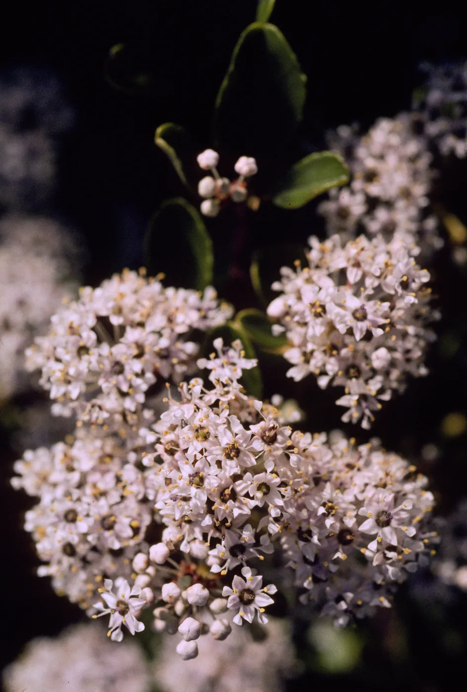 Ceanothus megacarpus var. insularis