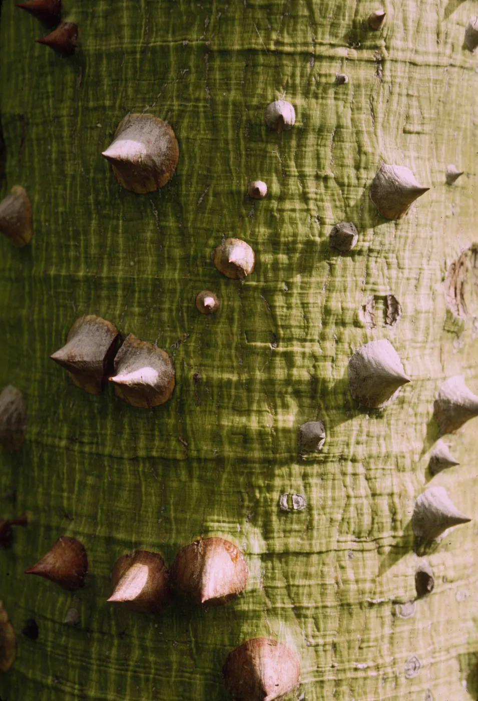 Ceiba