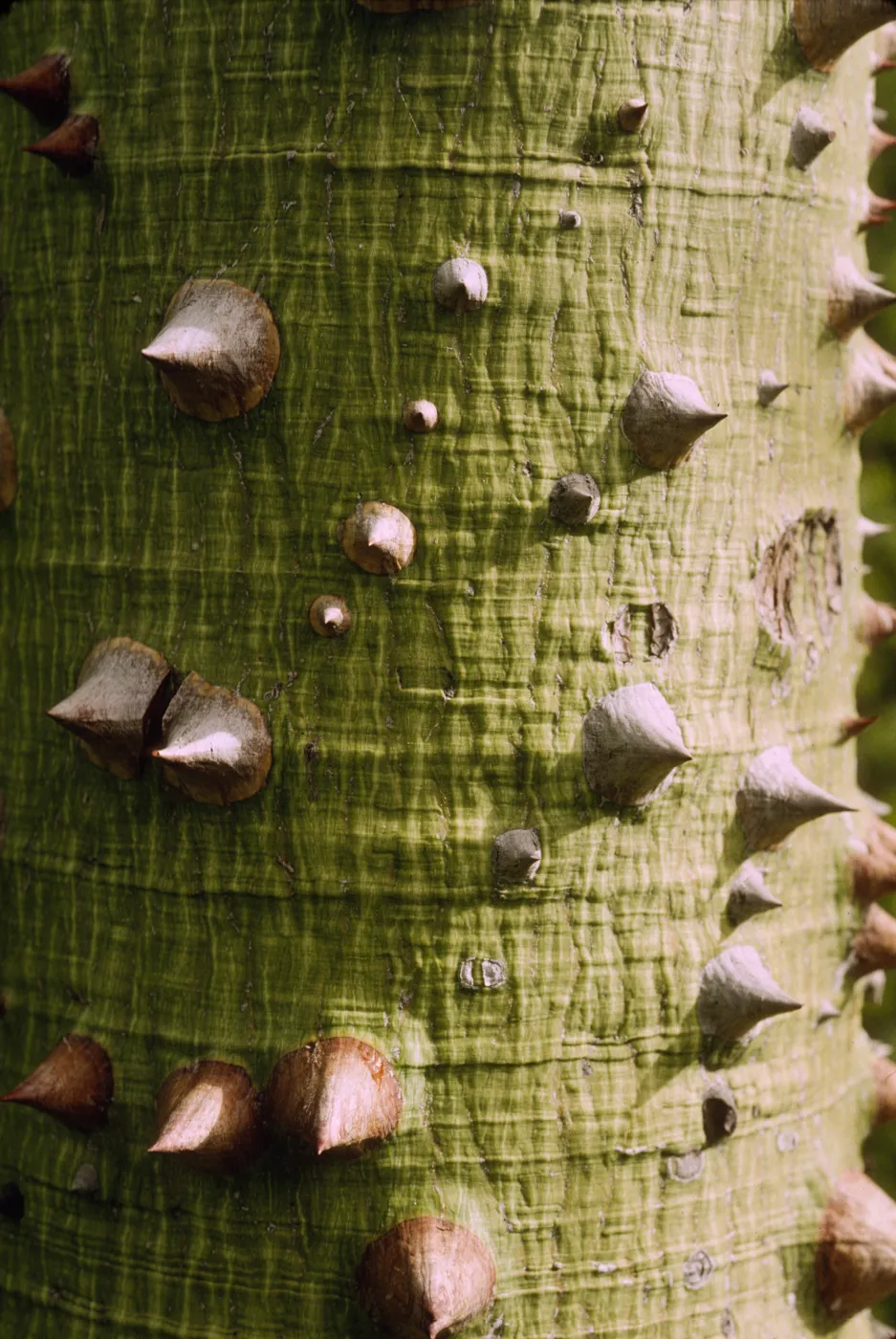 Ceiba