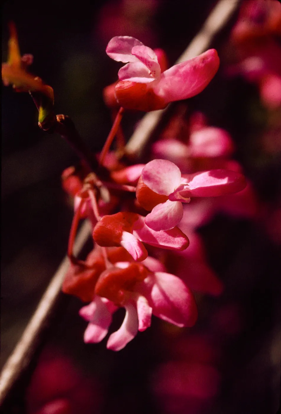 Cercis occidentalis