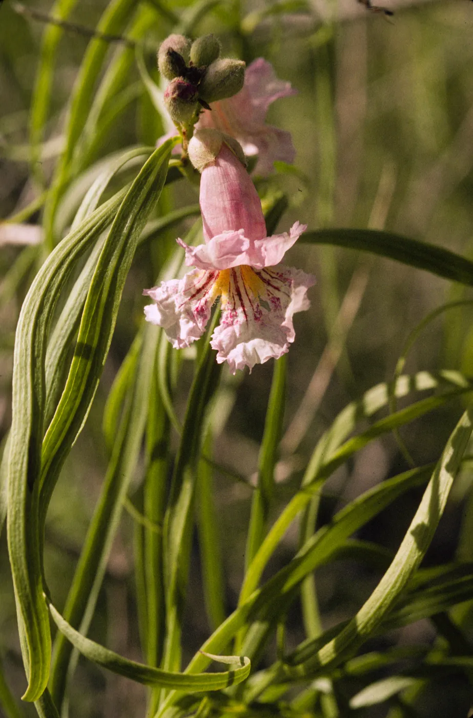 Chilopsis linearis