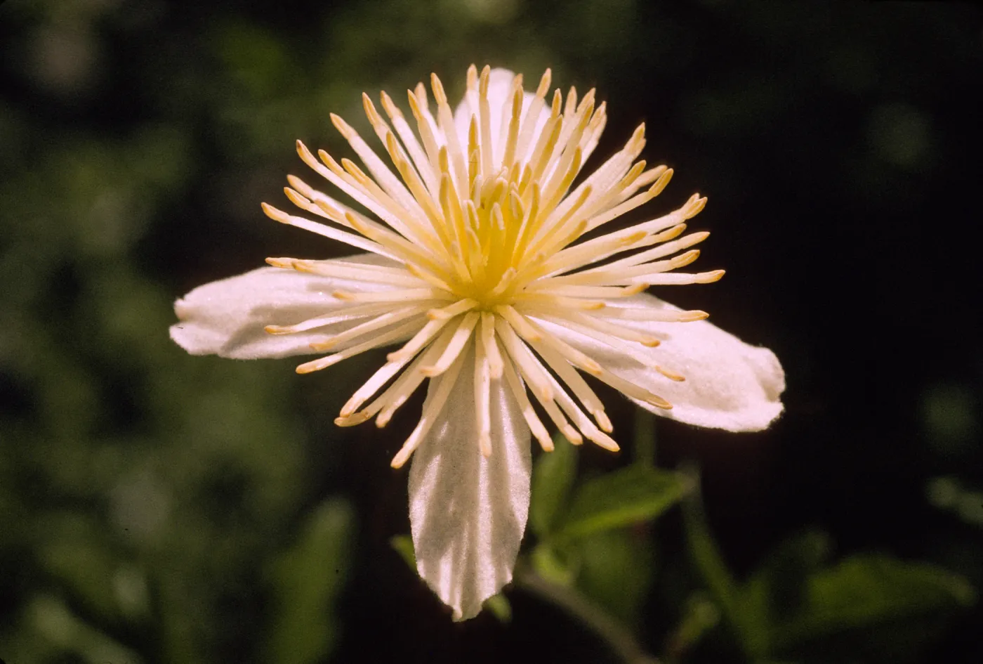 Clematis lasiantha
