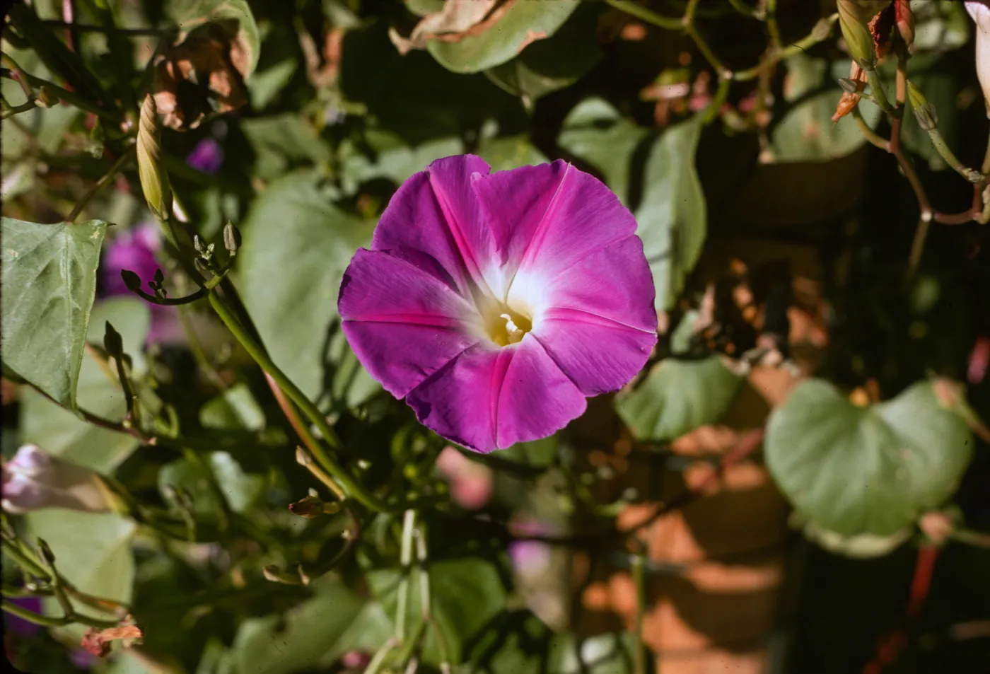 Convolvulus
