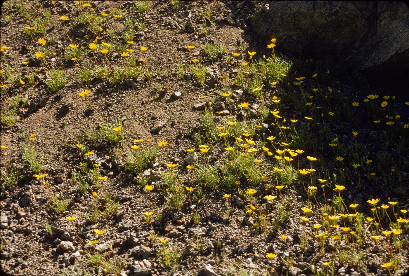 Coreopsis