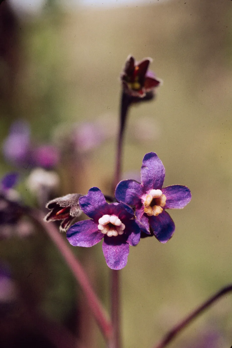 Cynoglossum