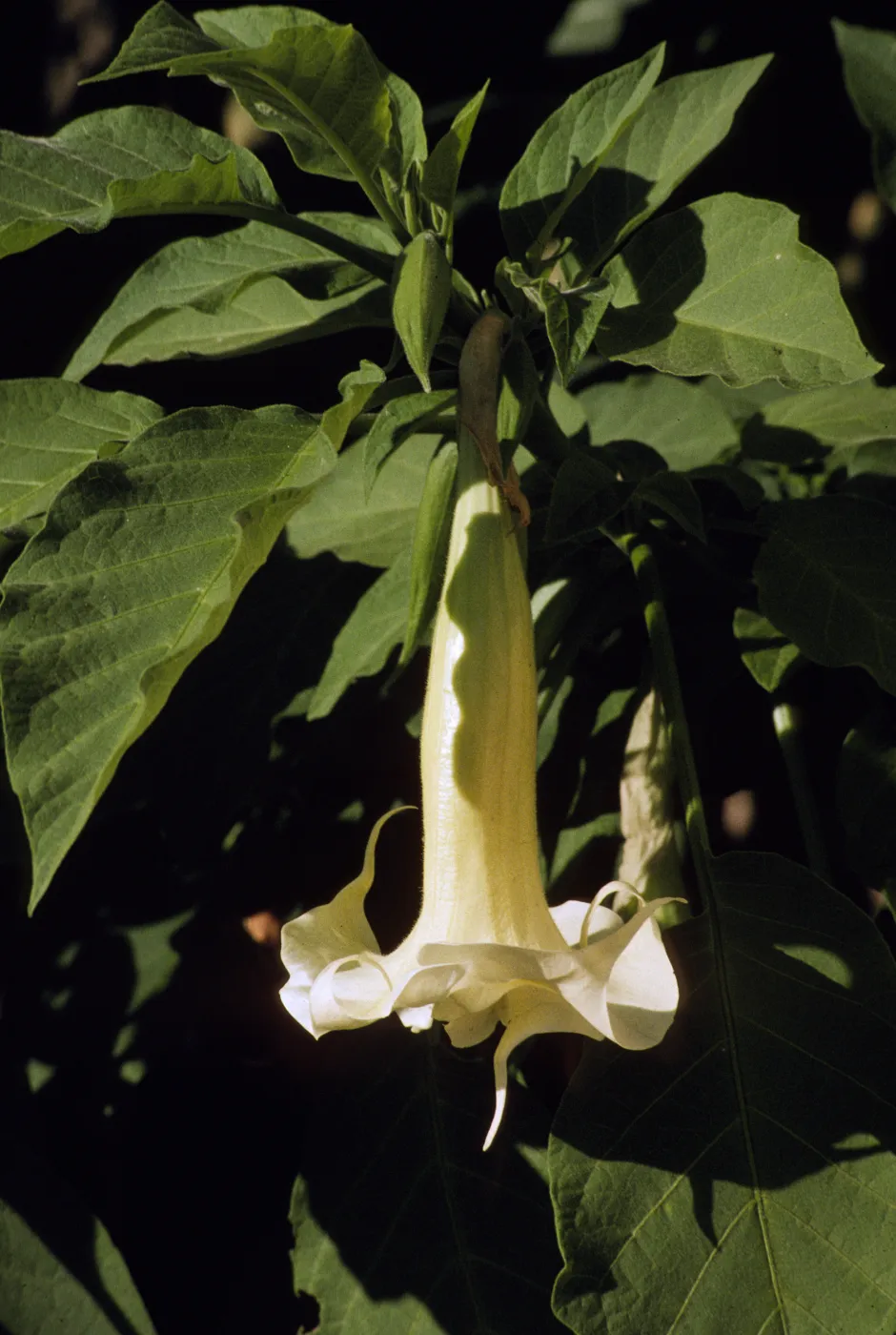 Datura