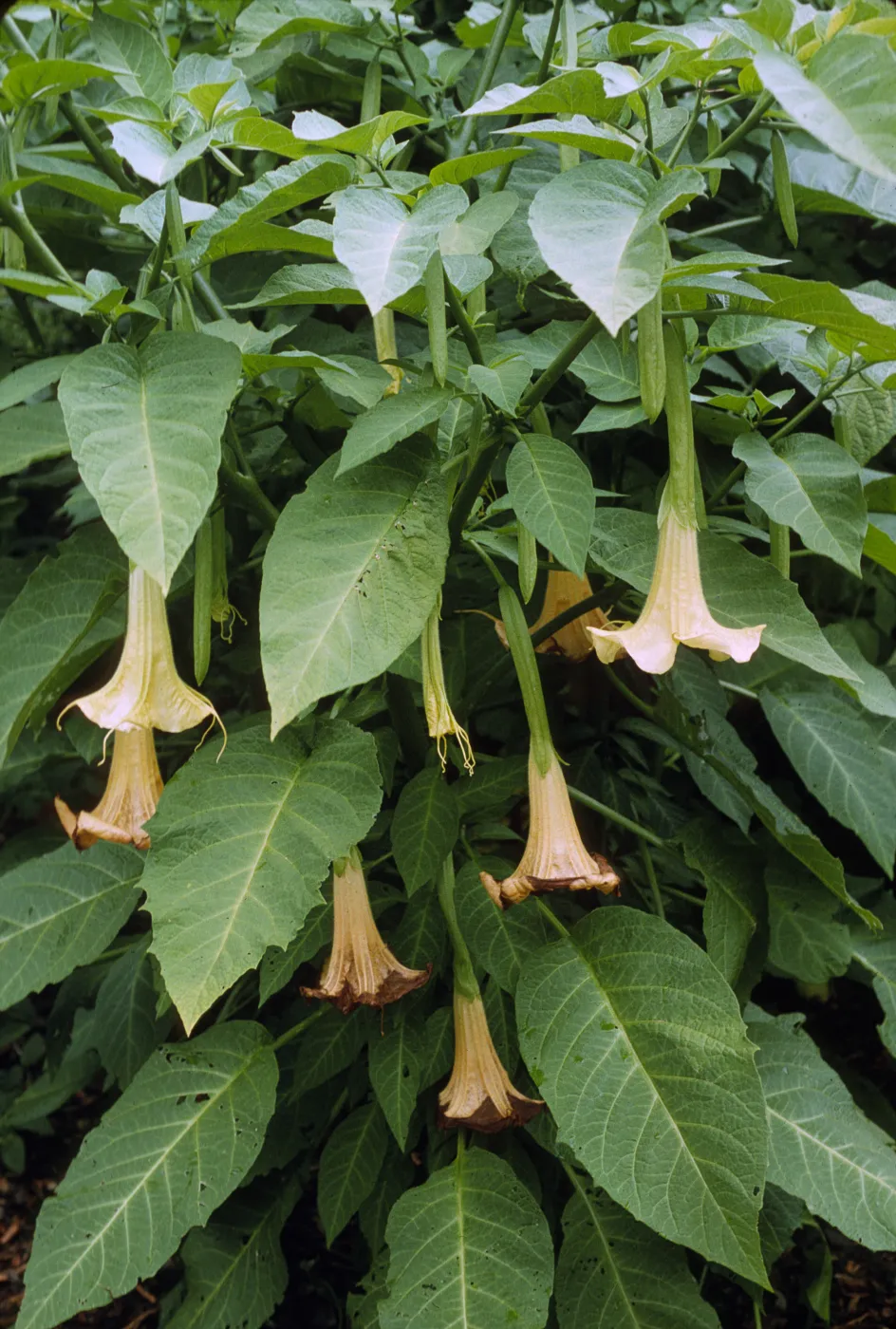 Datura