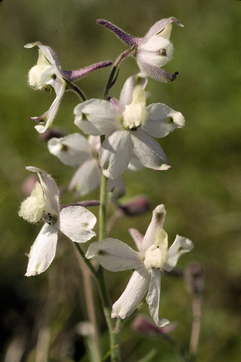 Delphinium kinkiense