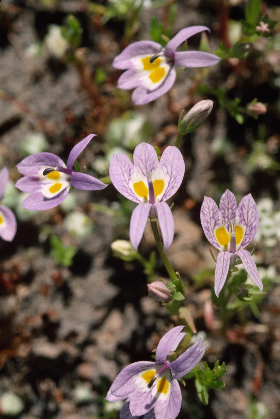 Downingia bacigalupii