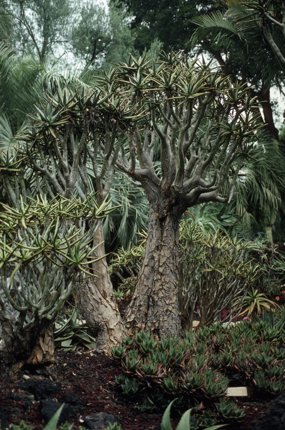 Dracaena draco