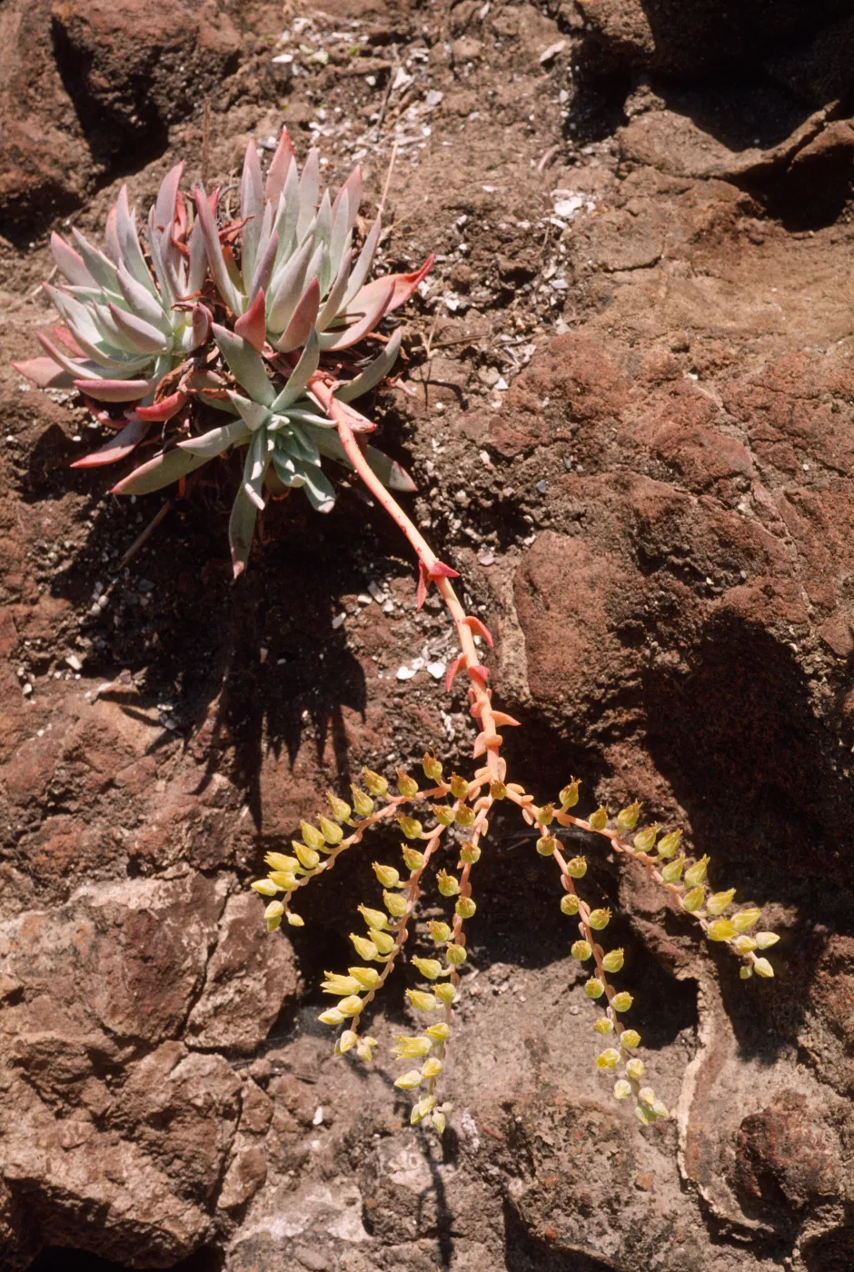 Dudleya greenei