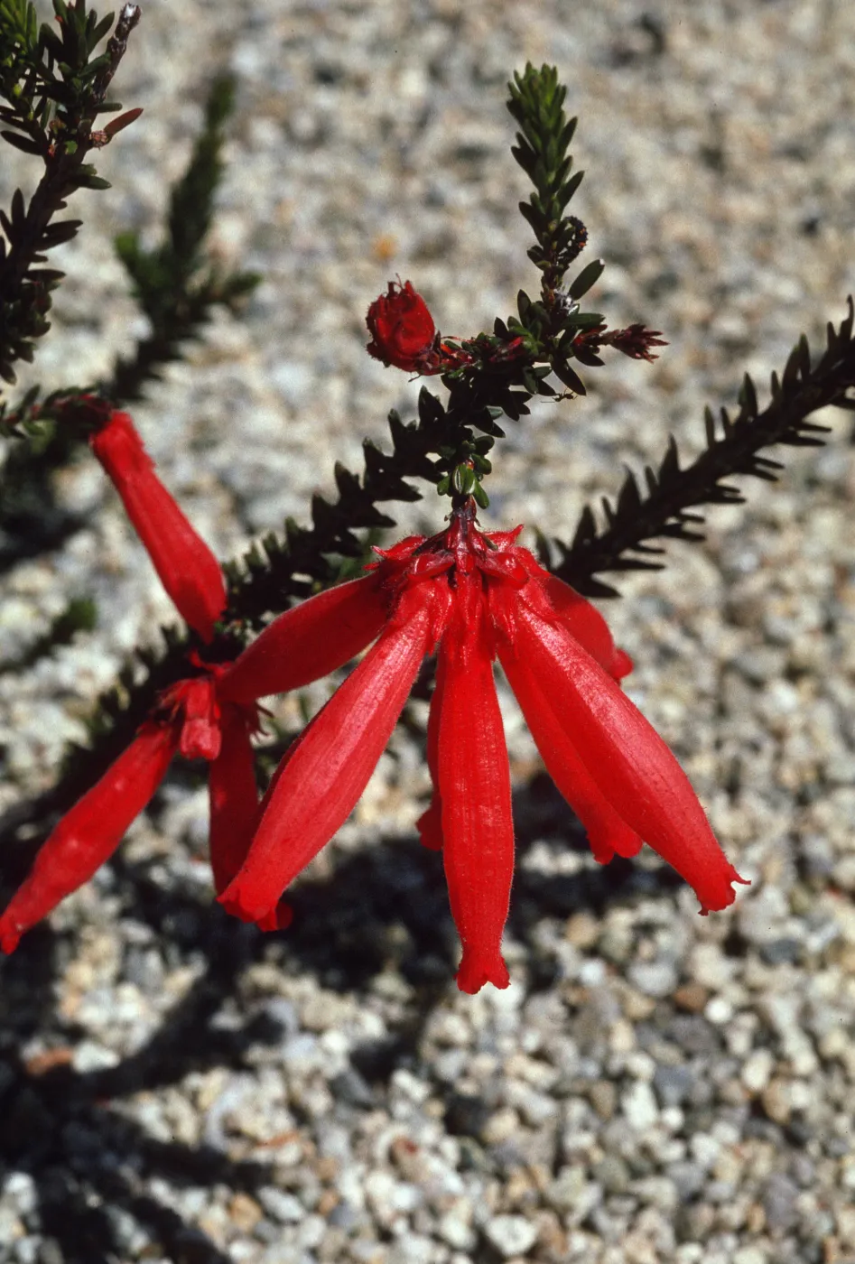 Erica cerinthoides