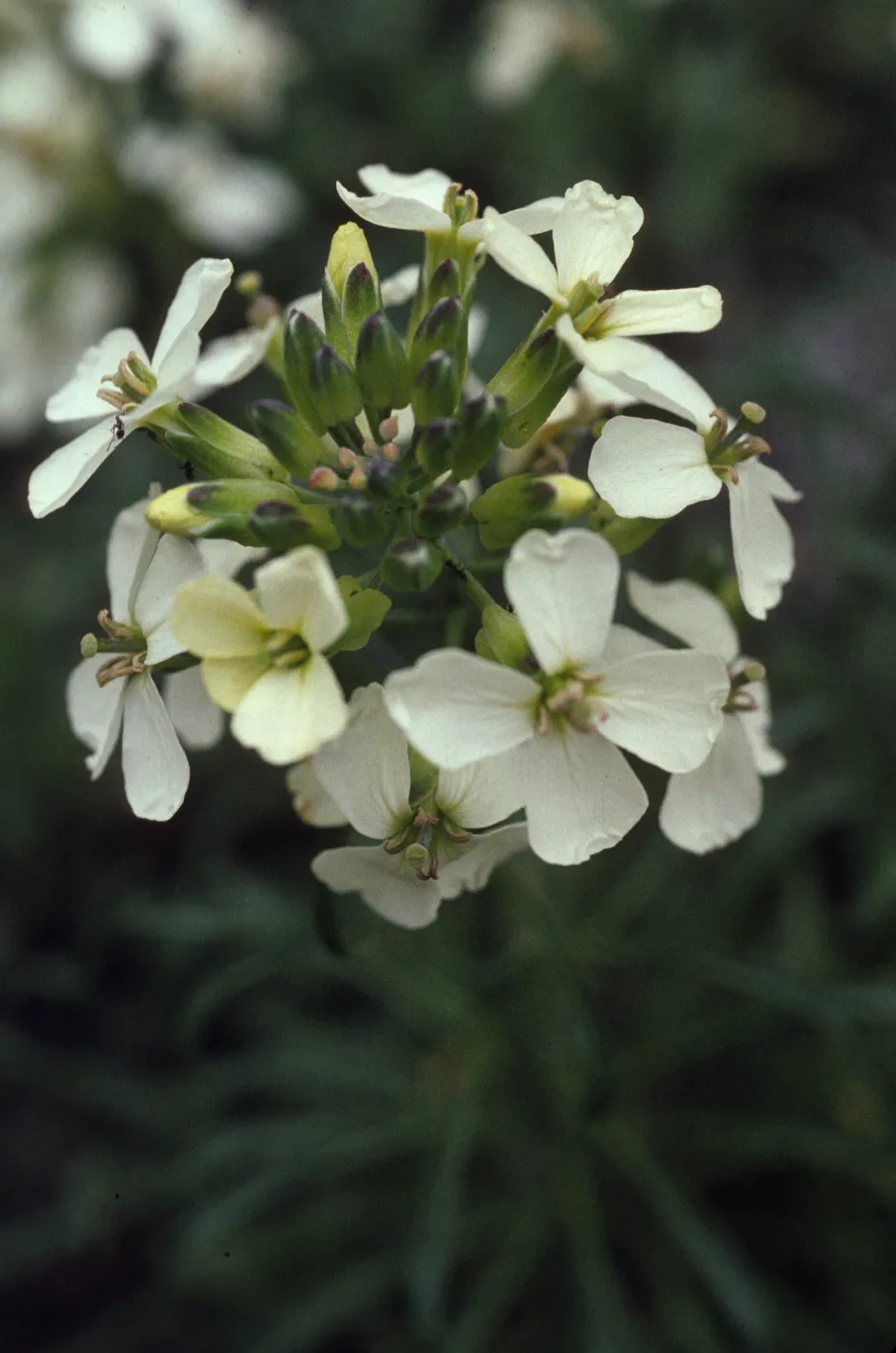 Erysimum franciscanum