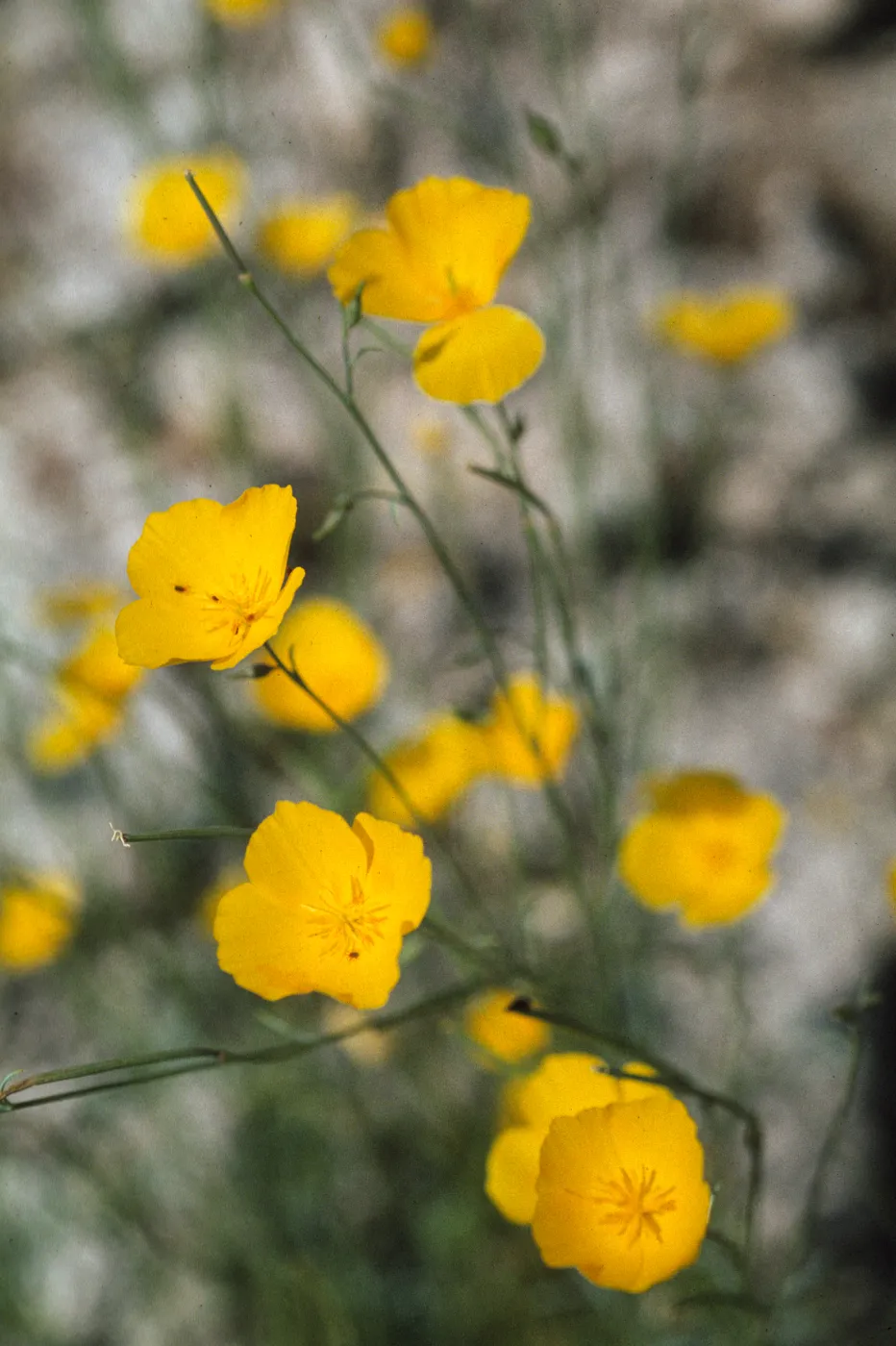 Eschscholzia parishii