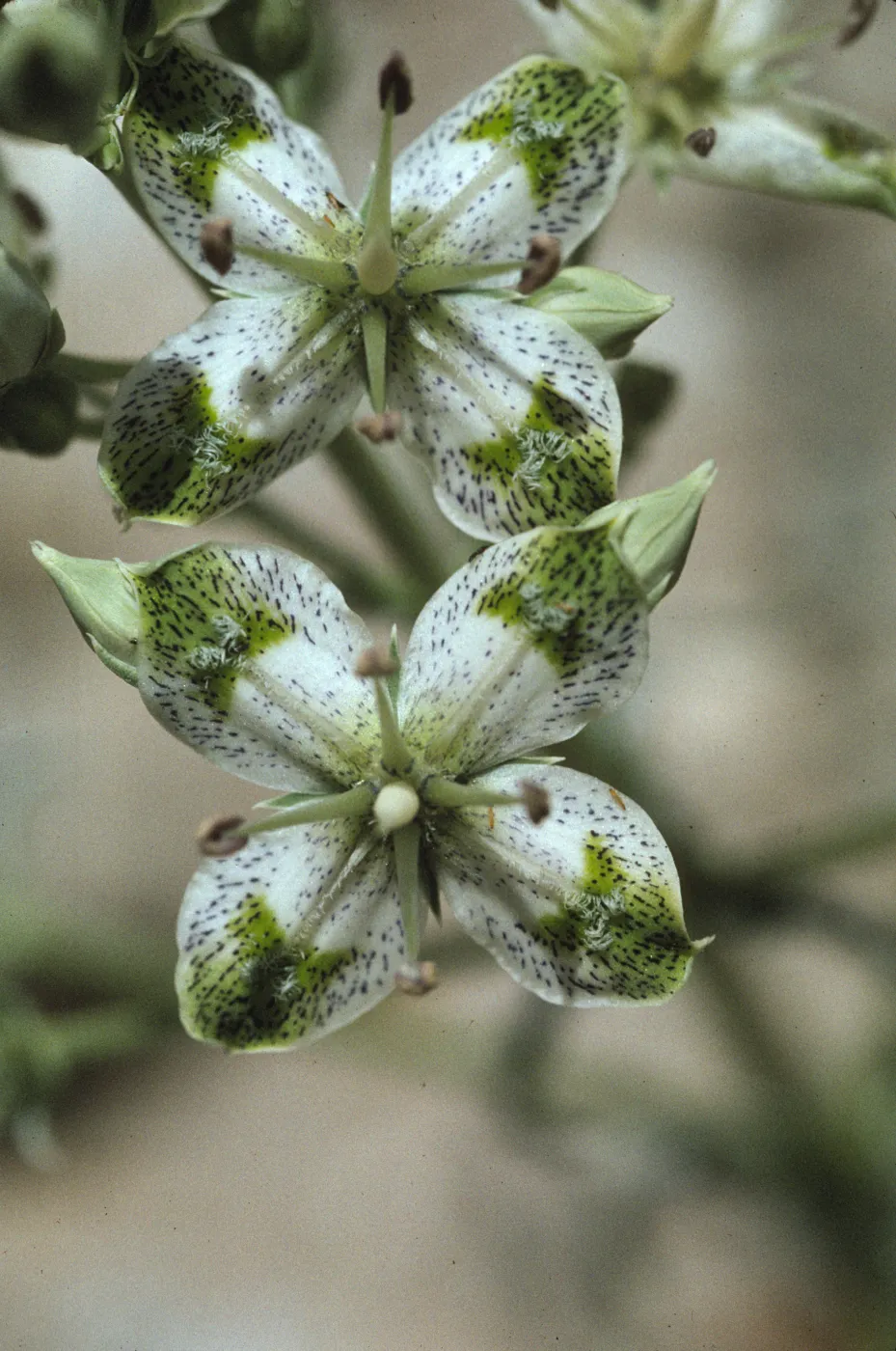 Frasera albomarginata